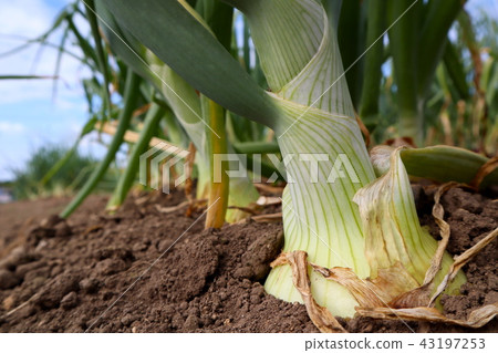 Sapporo yellow (onion) 43197253