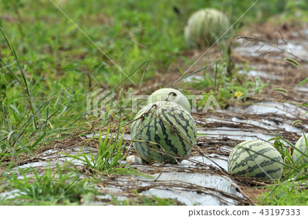 Miyakojima / watermelon field Miyakojima / watermelon field 43197333