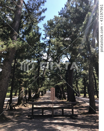 Izumo Taisha 43197961