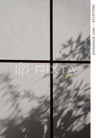 Plants and plants that float in Shoji in the morning sun, transmitted light Plants and plants that float in Shoji in the morning sun, transmitted light 43197990