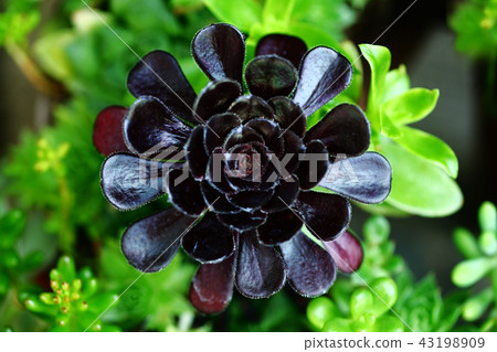 Black flower 43198909