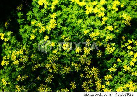 野草mexicanum花 43198922