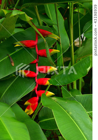 Heliconia·Rostrata Heliconia·Rostrata 43198939