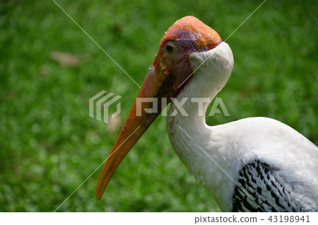 White Toki kou(Milky Stork) White Toki kou(Milky Stork) 43198941