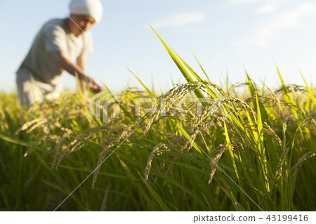 Rice  43199416