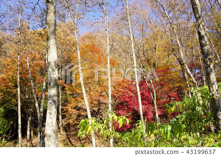 Autumn leaves Autumn leaves 43199637