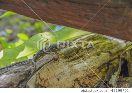 Major skink 43199701