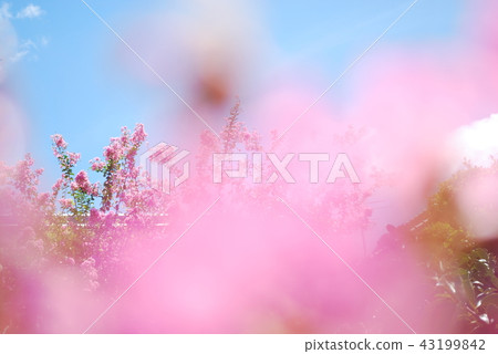 Crape myrtle Crape myrtle 43199842