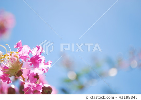 Crape myrtle Crape myrtle 43199843