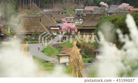 茅草村 43199887