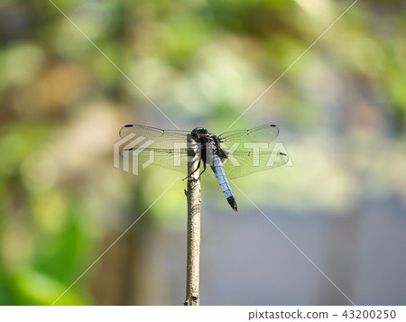 在樹枝上右撇子 在樹枝上右撇子 43200250