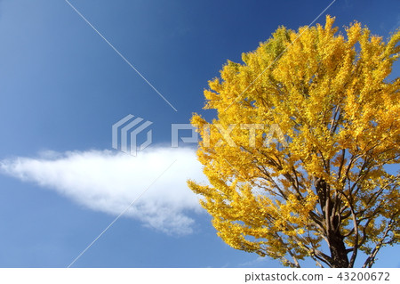 A yellow leaf tree 43200672