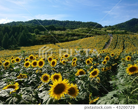 Sunflower field in the sky Sunflower field in the sky 43200729