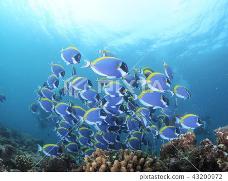 馬爾代夫海葵魚 43200972