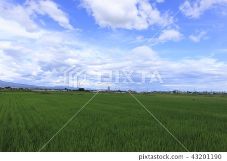 Rural landscape Rural landscape 43201190