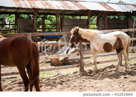 horse in the cage at the zoo 43201604