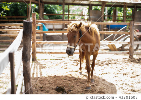 horse in the cage at the zoo horse in the cage at the zoo 43201605