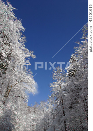 Winter landscape trees under snow 43201616