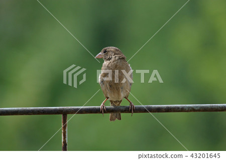 Sparrow Sparrow 43201645