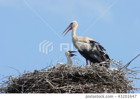 Stork in its nest over a clear blue backround 43201647