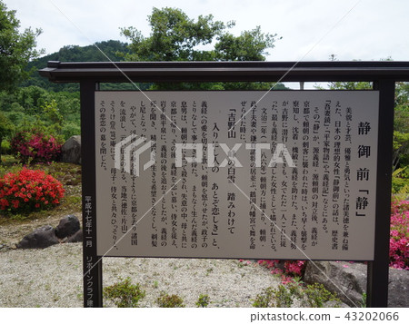 Shizuemae“Shizu”指導 Shizuemae“Shizu”指導 43202066