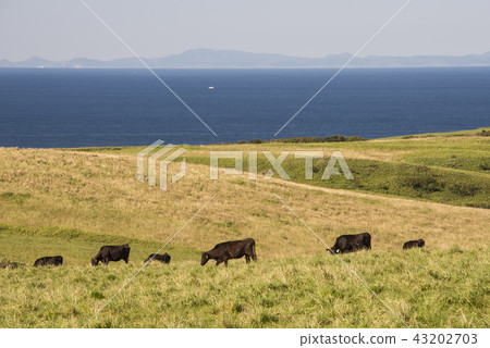 大山和薩哈林島 43202703