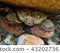 Mozukugani of the Kazusa River 43202736