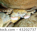 Mozuki crab 43202737