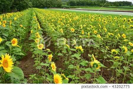 Taking a picture of the sunny summer landscape with sunflower blooming beside radish field in Kyogoku-cho, Hokkaido Taking a picture of the sunny summer landscape with sunflower blooming beside radish field in Kyogoku-cho, Hokkaido 43202775