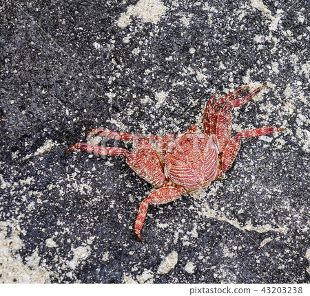 A crab on black rock A crab on black rock 43203238