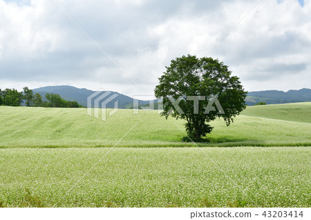 Photographing the scenery of a full summer when the flowers bloom in full bloom at the soba field in Rankoshi, Hokkaido Photographing the scenery of a full summer when the flowers bloom in full bloom at the soba field in Rankoshi, Hokkaido 43203414