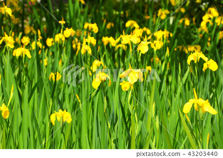 在Ryuzen寺廟開花的柿子花 在Ryuzen寺廟開花的柿子花 43203440