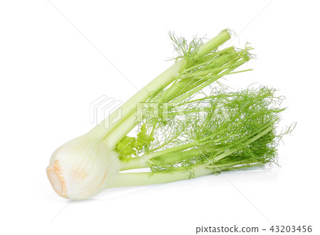 fresh fennel vegetable isolated on white fresh fennel vegetable isolated on white 43203456