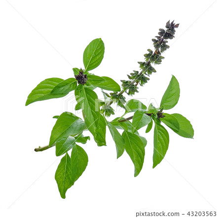Basil flower 43203563