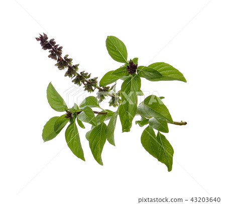 Basil flower Basil flower 43203640