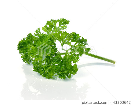 parsley isolated on white background parsley isolated on white background 43203642