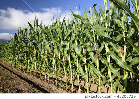 在北海道的Kutchan鎮拍攝Dent玉米田的陽光燦爛的夏天景觀 43203729