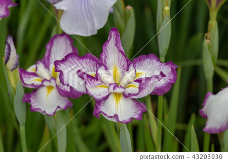 Koiwa Gion's Flower Garden Edogawa Ward, Tokyo 43203930