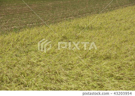 稻田8月米收穫 稻田8月米收穫 43203954