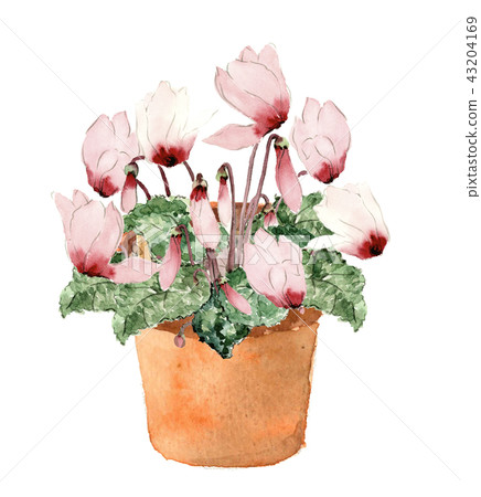 Cyclamen pink potted plant 43204169