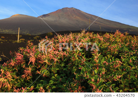 Itadari盛開富士山第5次會議 Itadari盛開富士山第5次會議 43204570