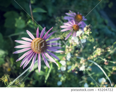 Violet-pink gerbera flower on a white isolated background with clipping path. Closeup. For design Violet-pink gerbera flower on a white isolated background with clipping path. Closeup. For design 43204722