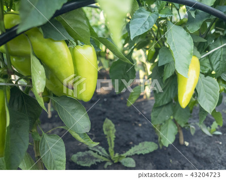 Beautiful large growing sweet peppers in a greenhouse close-up. Fresh juicy red peppers on the 43204723