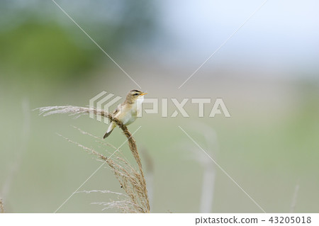 唱黑眉葦鶯 唱黑眉葦鶯 43205018