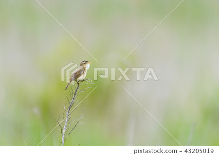 唱黑眉葦鶯 43205019