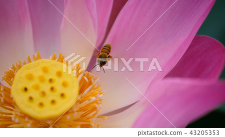 Pink lotus flower with honey bee 43205353