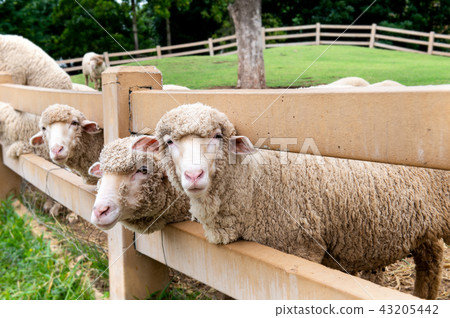 Sheeps in agriculture farm. Sheeps in agriculture farm. 43205442