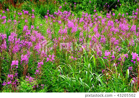 濕地志賀高原 43205502