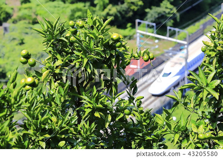 Mandarin orange and bullet train 43205580
