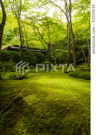 A paradise of irresistible colors 43205638